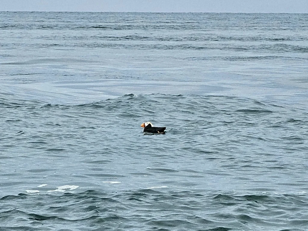 Cruising with Danny and Peter, Holland America Line, Westerdam, Spit (Homer), Alaska, United States | Boat on a morning water tour near Spit with Alaska Water Taxi & Charter, showing seabirds in flight, playful seals in Peterson Bay, sea otters in Cook Inlet, and guests enjoying The Orange Party on the Westerdam. Highlights include scenic boardwalk in Spit and a delicious Alaska seafood boil at Lido Market.