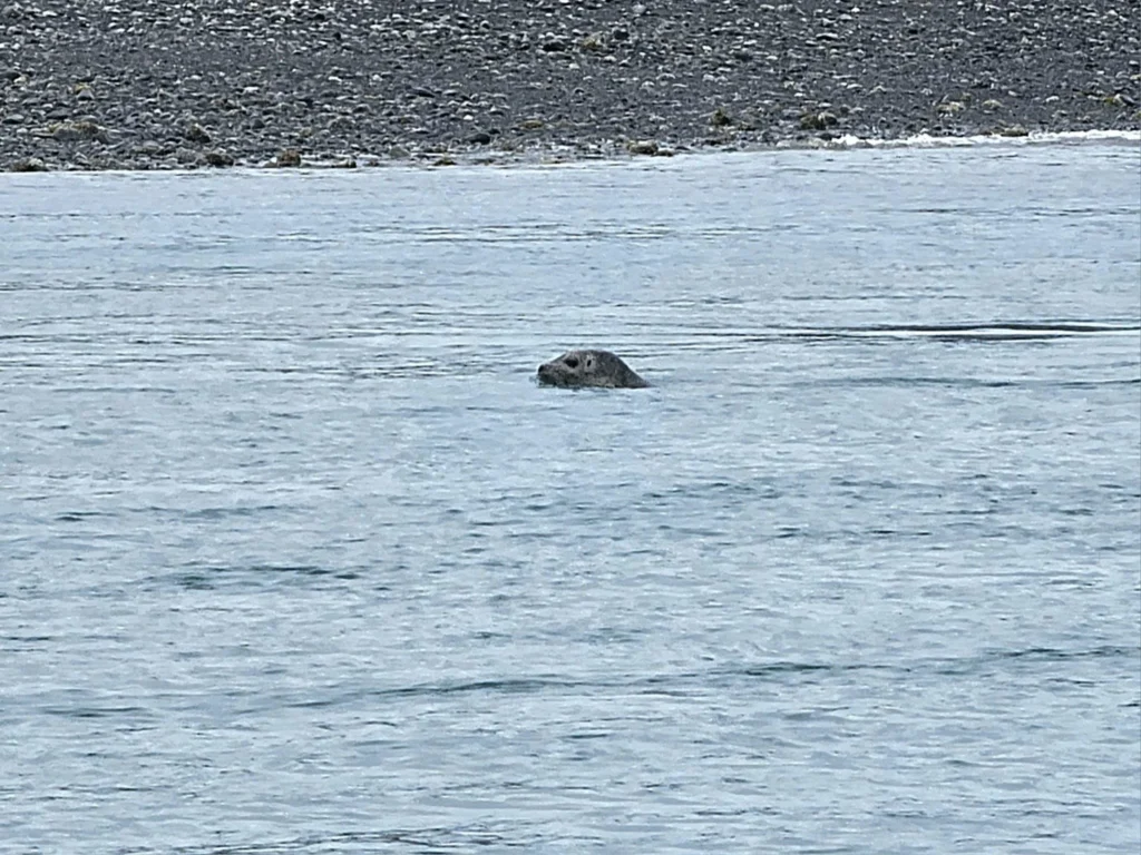 Cruising with Danny and Peter, Holland America Line, Westerdam, Spit (Homer), Alaska, United States | Boat on a morning water tour near Spit with Alaska Water Taxi & Charter, showing seabirds in flight, playful seals in Peterson Bay, sea otters in Cook Inlet, and guests enjoying The Orange Party on the Westerdam. Highlights include scenic boardwalk in Spit and a delicious Alaska seafood boil at Lido Market.