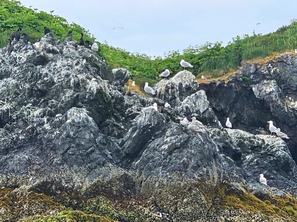 Cruising with Danny and Peter, Holland America Line, Westerdam, Spit (Homer), Alaska, United States | Boat on a morning water tour near Spit with Alaska Water Taxi & Charter, showing seabirds in flight, playful seals in Peterson Bay, sea otters in Cook Inlet, and guests enjoying The Orange Party on the Westerdam. Highlights include scenic boardwalk in Spit and a delicious Alaska seafood boil at Lido Market.
