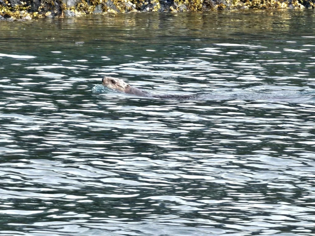 Cruising with Danny and Peter, Holland America Line, Westerdam, Spit (Homer), Alaska, United States | Boat on a morning water tour near Spit with Alaska Water Taxi & Charter, showing seabirds in flight, playful seals in Peterson Bay, sea otters in Cook Inlet, and guests enjoying The Orange Party on the Westerdam. Highlights include scenic boardwalk in Spit and a delicious Alaska seafood boil at Lido Market.