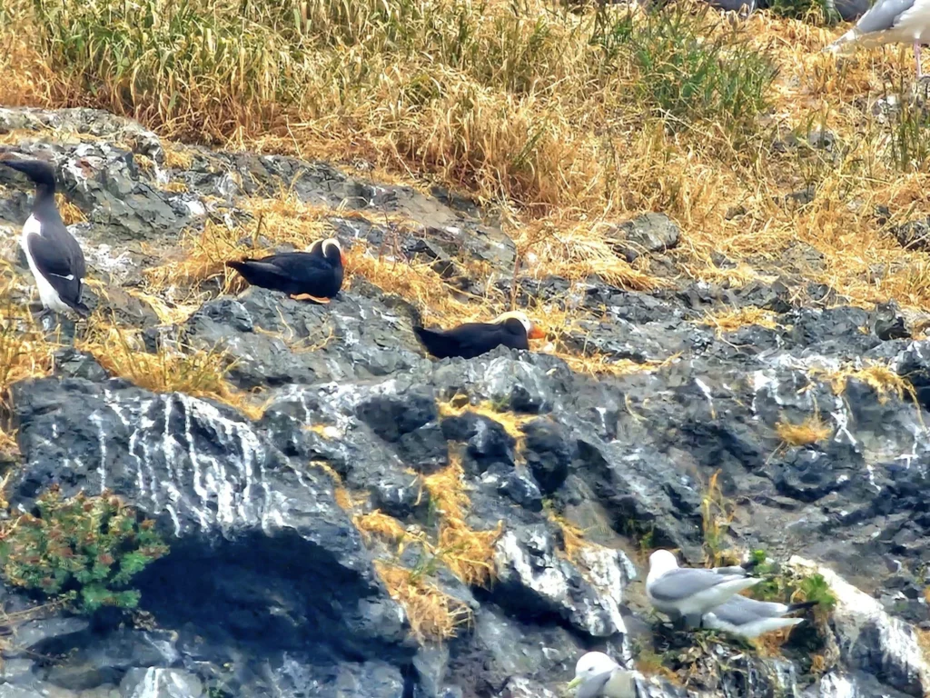 Cruising with Danny and Peter, Holland America Line, Westerdam, Spit (Homer), Alaska, United States | Boat on a morning water tour near Spit with Alaska Water Taxi & Charter, showing seabirds in flight, playful seals in Peterson Bay, sea otters in Cook Inlet, and guests enjoying The Orange Party on the Westerdam. Highlights include scenic boardwalk in Spit and a delicious Alaska seafood boil at Lido Market.