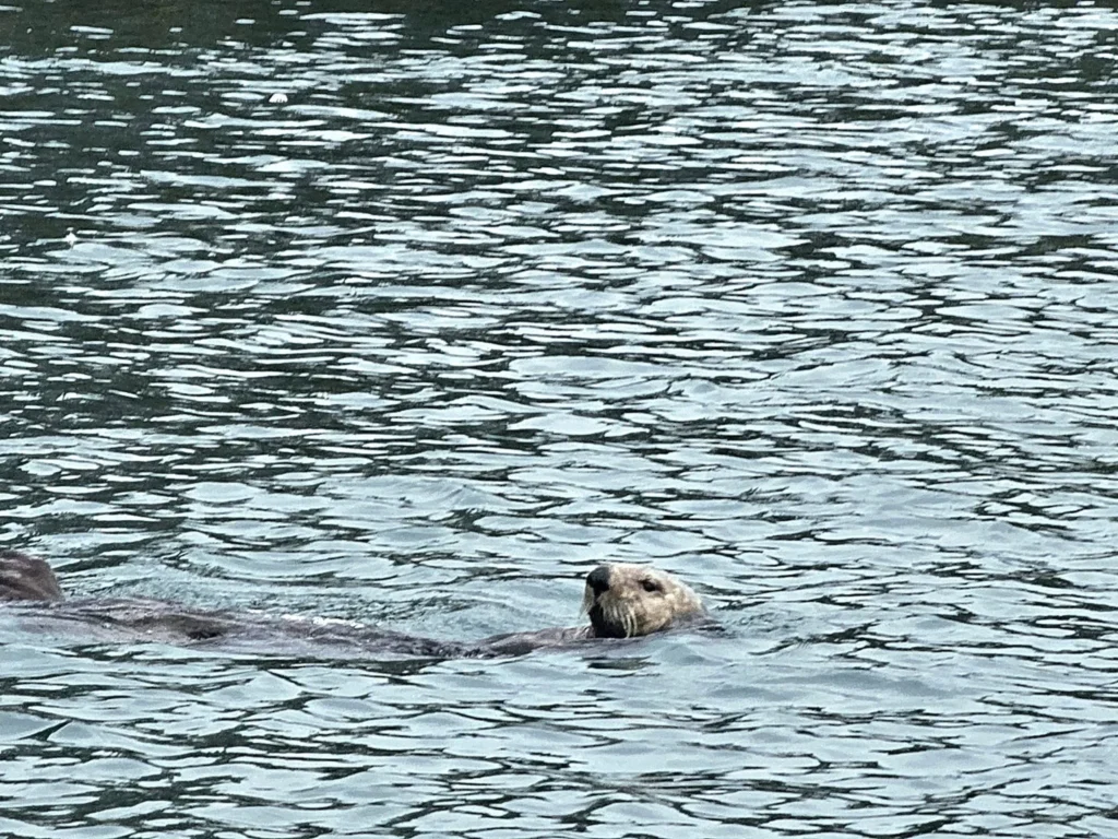 Cruising with Danny and Peter, Holland America Line, Westerdam, Spit (Homer), Alaska, United States | Boat on a morning water tour near Spit with Alaska Water Taxi & Charter, showing seabirds in flight, playful seals in Peterson Bay, sea otters in Cook Inlet, and guests enjoying The Orange Party on the Westerdam. Highlights include scenic boardwalk in Spit and a delicious Alaska seafood boil at Lido Market.