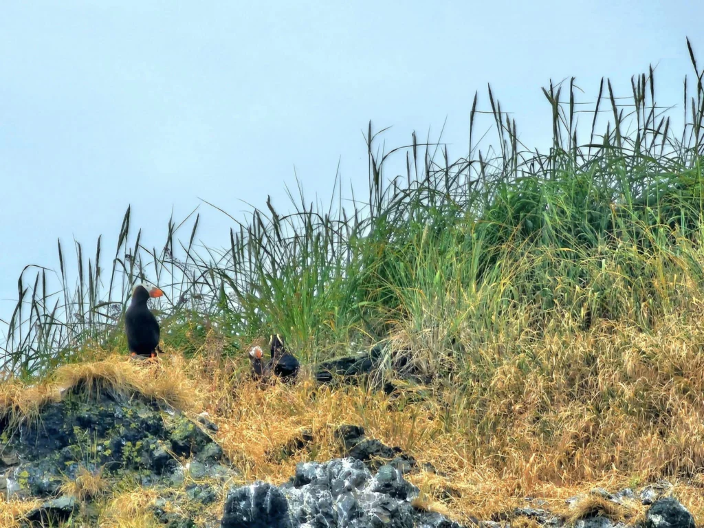 Cruising with Danny and Peter, Holland America Line, Westerdam, Spit (Homer), Alaska, United States | Boat on a morning water tour near Spit with Alaska Water Taxi & Charter, showing seabirds in flight, playful seals in Peterson Bay, sea otters in Cook Inlet, and guests enjoying The Orange Party on the Westerdam. Highlights include scenic boardwalk in Spit and a delicious Alaska seafood boil at Lido Market.