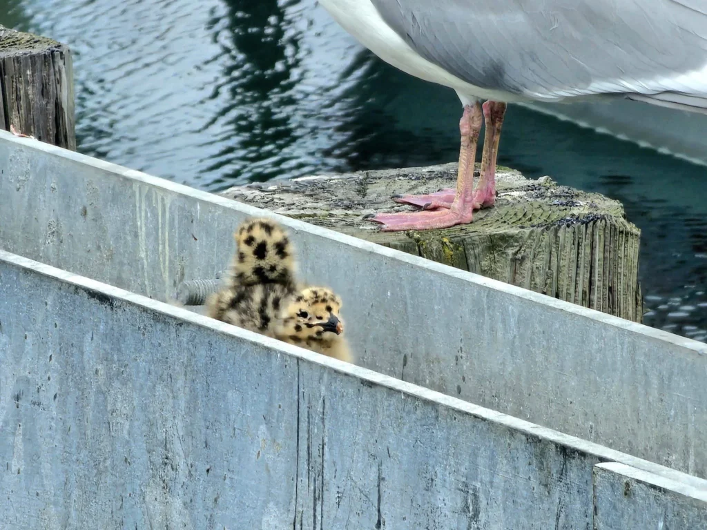 Cruising with Danny and Peter, Holland America Line, Westerdam, Spit (Homer), Alaska, United States | Boat on a morning water tour near Spit with Alaska Water Taxi & Charter, showing seabirds in flight, playful seals in Peterson Bay, sea otters in Cook Inlet, and guests enjoying The Orange Party on the Westerdam. Highlights include scenic boardwalk in Spit and a delicious Alaska seafood boil at Lido Market.