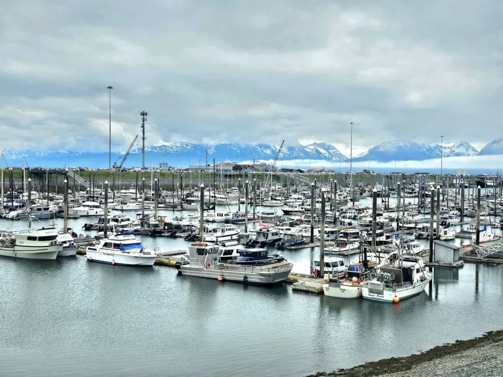 Cruising with Danny and Peter, Holland America Line, Westerdam, Spit (Homer), Alaska, United States | Boat on a morning water tour near Spit with Alaska Water Taxi & Charter, showing seabirds in flight, playful seals in Peterson Bay, sea otters in Cook Inlet, and guests enjoying The Orange Party on the Westerdam. Highlights include scenic boardwalk in Spit and a delicious Alaska seafood boil at Lido Market.