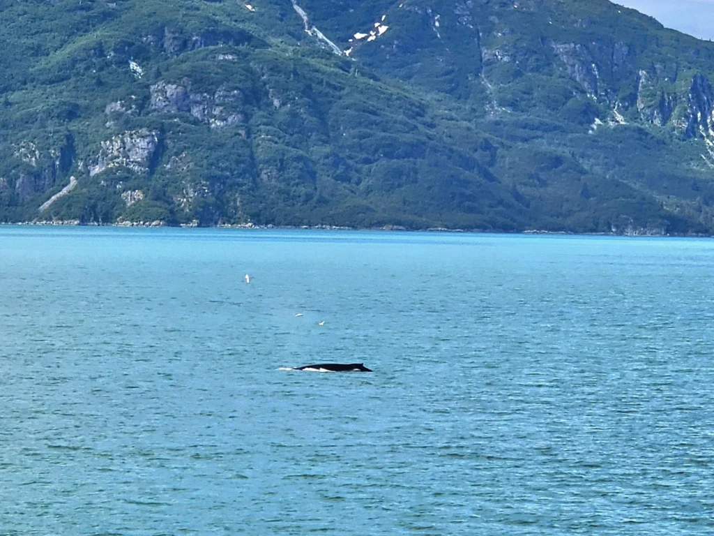 Cruising with Danny and Peter, Holland America Line, Westerdam, Glacier Bay, Alaska, United States | Westerdam cruise ship sailing through Glacier Bay on the Alaska Arctic Circle Solstice Cruise, showcasing stunning glaciers, snow-capped mountains, and diverse wildlife.