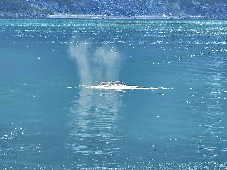 Cruising with Danny and Peter, Holland America Line, Westerdam, Glacier Bay, Alaska, United States | Westerdam cruise ship sailing through Glacier Bay on the Alaska Arctic Circle Solstice Cruise, showcasing stunning glaciers, snow-capped mountains, and diverse wildlife.