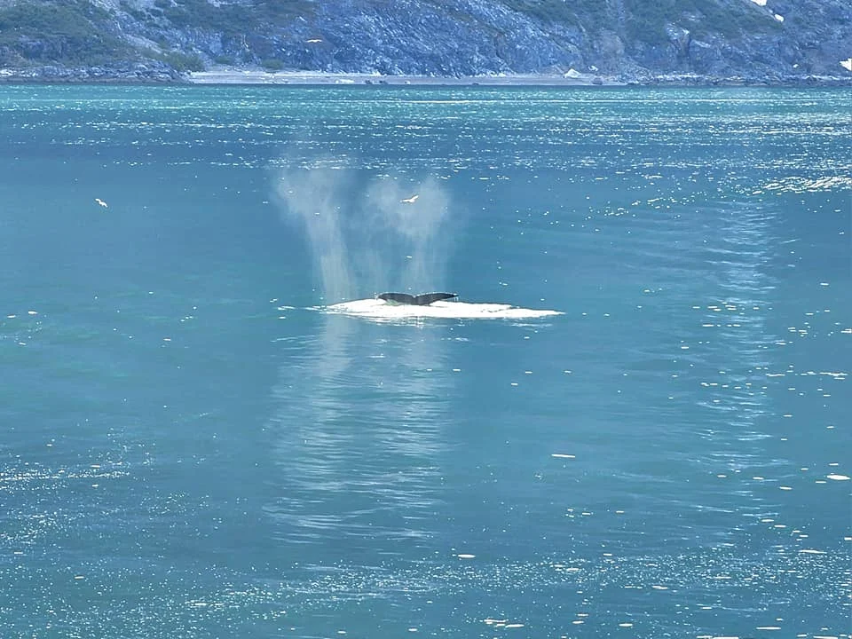 Cruising with Danny and Peter, Holland America Line, Westerdam, Glacier Bay, Alaska, United States | Westerdam cruise ship sailing through Glacier Bay on the Alaska Arctic Circle Solstice Cruise, showcasing stunning glaciers, snow-capped mountains, and diverse wildlife.