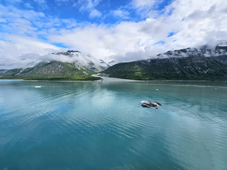 Cruising with Danny and Peter, Holland America Line, Westerdam, Glacier Bay, Alaska, United States | Westerdam cruise ship sailing through Glacier Bay on the Alaska Arctic Circle Solstice Cruise, showcasing stunning glaciers, snow-capped mountains, and diverse wildlife.