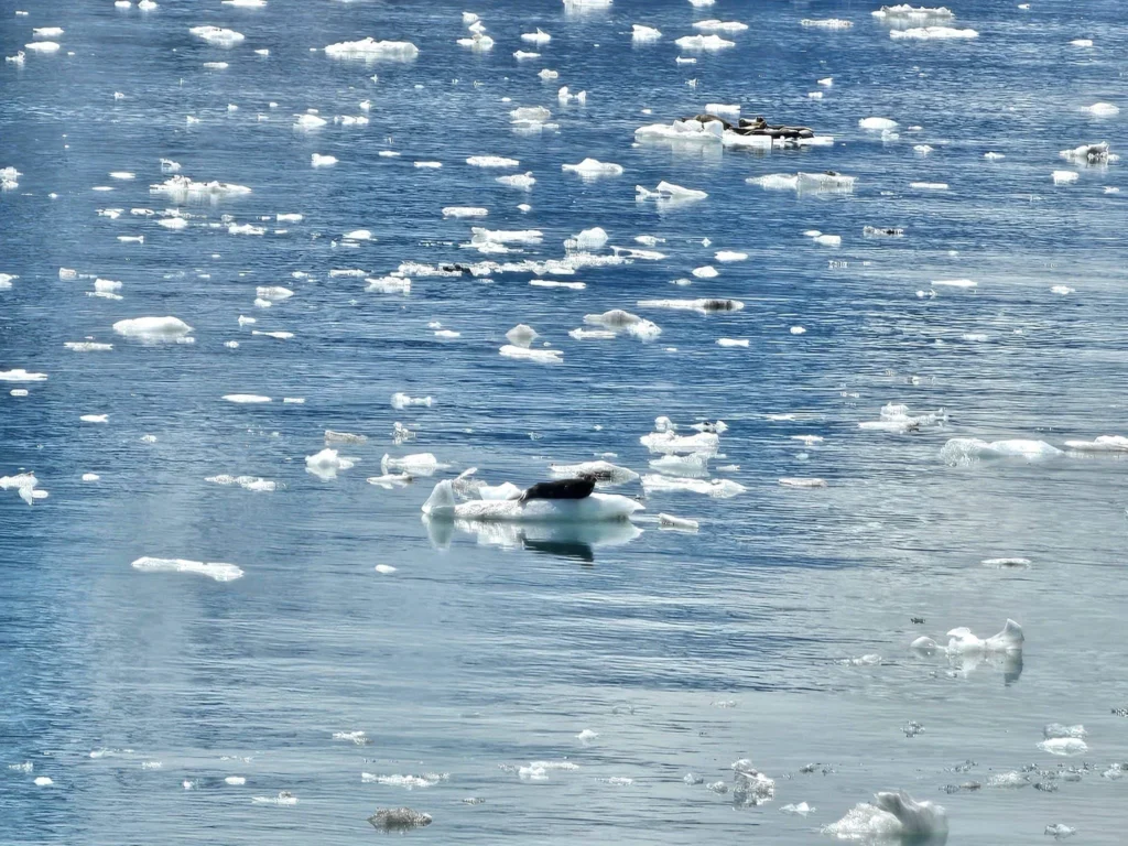 Cruising with Danny and Peter, Holland America Line, Westerdam, Glacier Bay, Alaska, United States | Westerdam cruise ship sailing through Glacier Bay on the Alaska Arctic Circle Solstice Cruise, showcasing stunning glaciers, snow-capped mountains, and diverse wildlife.