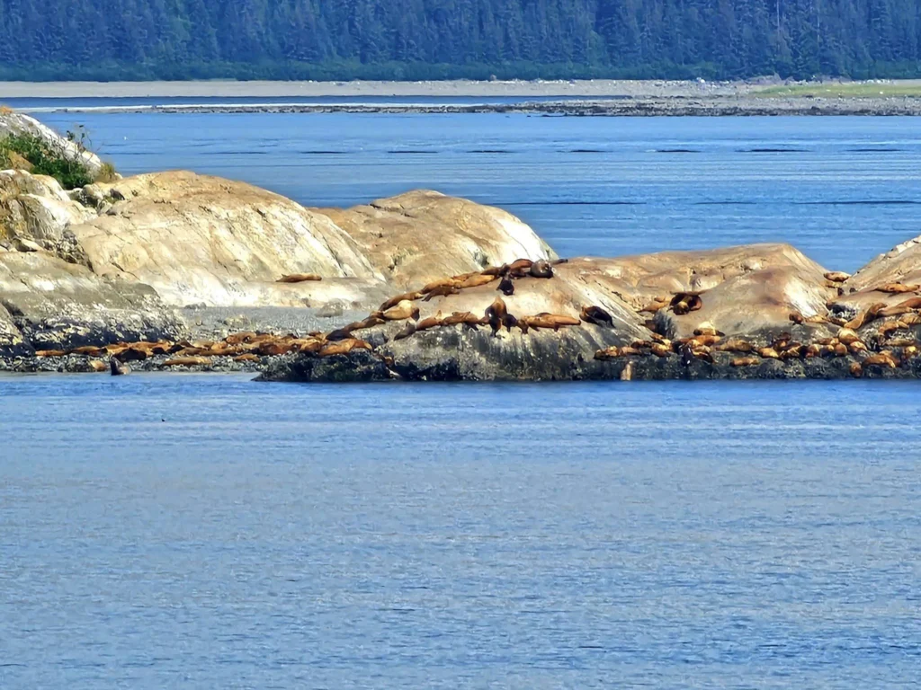 Cruising with Danny and Peter, Holland America Line, Westerdam, Glacier Bay, Alaska, United States | Westerdam cruise ship sailing through Glacier Bay on the Alaska Arctic Circle Solstice Cruise, showcasing stunning glaciers, snow-capped mountains, and diverse wildlife.