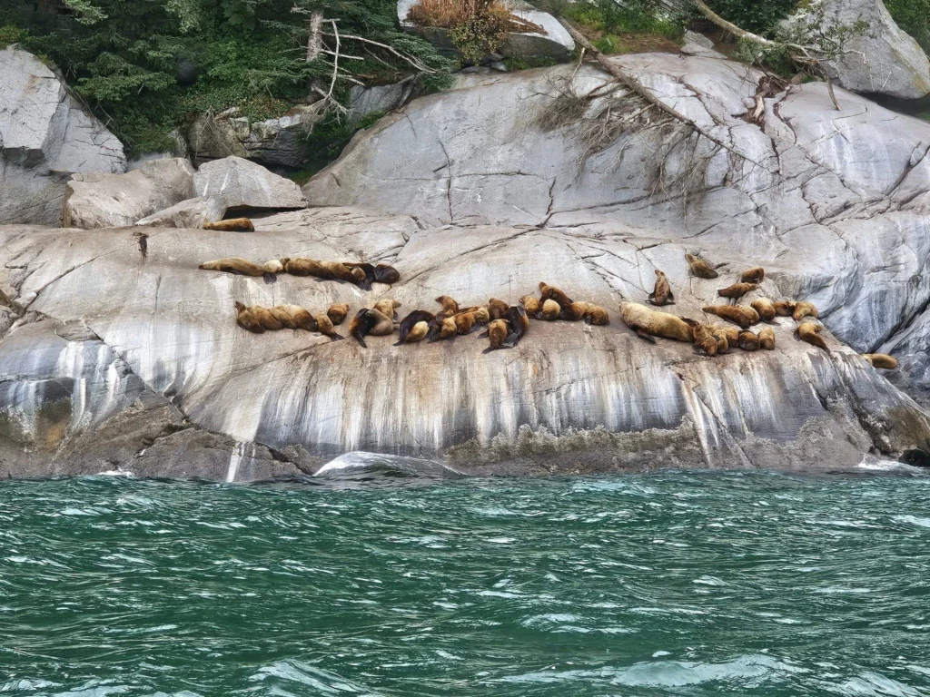 Cruising with Danny and Peter, Holland America Line, Westerdam, Haines (Skagway), Alaska, United States | Westerdam ship navigating Alaskan fjords, with views of Davidson Glacier and wildlife sightings during the Arctic Circle cruise. Includes images of exploring Haines Sheldon Museum, canoeing towards the glacier, and the forest walk to Glacier Point.