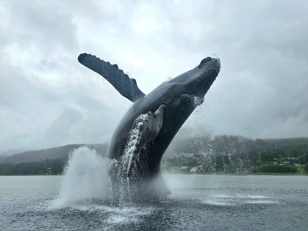 Cruising with Danny and Peter, Holland America Line, Westerdam, Juneau, Alaska, United States | Boat approaching Sentinel Island Lighthouse during Alaska whale watching tour, with humpback whale and stunning coastal scenery in the background.
