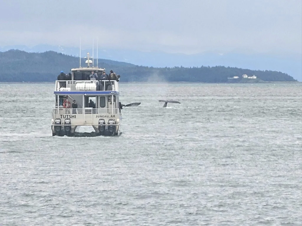 Cruising with Danny and Peter, Holland America Line, Westerdam, Juneau, Alaska, United States | Boat approaching Sentinel Island Lighthouse during Alaska whale watching tour, with humpback whale and stunning coastal scenery in the background.