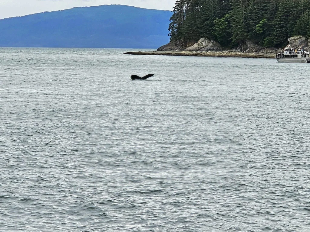 Cruising with Danny and Peter, Holland America Line, Westerdam, Juneau, Alaska, United States | Boat approaching Sentinel Island Lighthouse during Alaska whale watching tour, with humpback whale and stunning coastal scenery in the background.