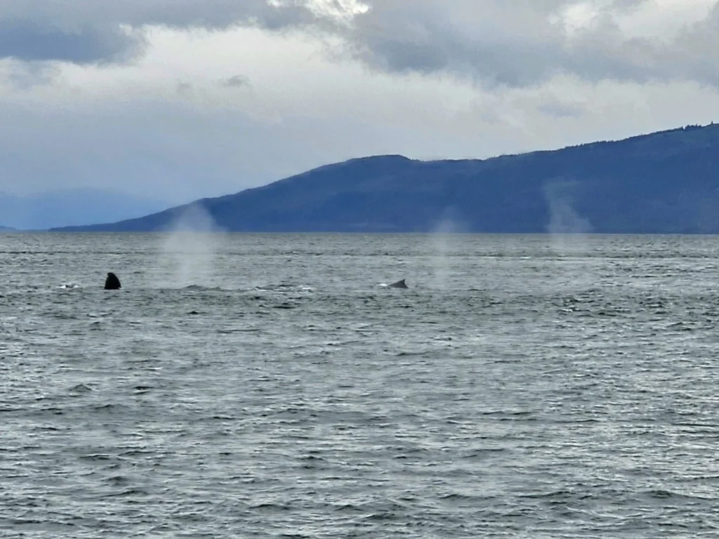 Cruising with Danny and Peter, Holland America Line, Westerdam, Juneau, Alaska, United States | Boat approaching Sentinel Island Lighthouse during Alaska whale watching tour, with humpback whale and stunning coastal scenery in the background.