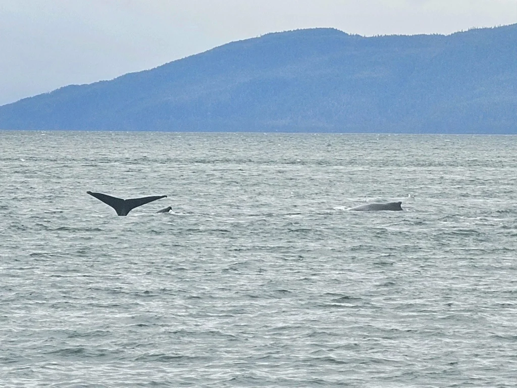Cruising with Danny and Peter, Holland America Line, Westerdam, Juneau, Alaska, United States | Boat approaching Sentinel Island Lighthouse during Alaska whale watching tour, with humpback whale and stunning coastal scenery in the background.