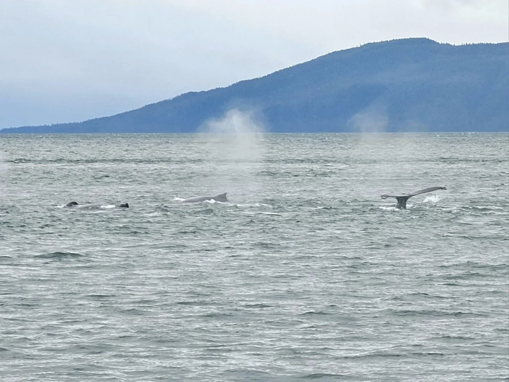 Cruising with Danny and Peter, Holland America Line, Westerdam, Juneau, Alaska, United States | Boat approaching Sentinel Island Lighthouse during Alaska whale watching tour, with humpback whale and stunning coastal scenery in the background.