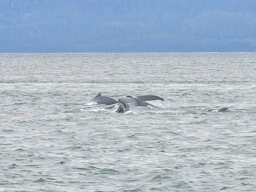 Cruising with Danny and Peter, Holland America Line, Westerdam, Juneau, Alaska, United States | Boat approaching Sentinel Island Lighthouse during Alaska whale watching tour, with humpback whale and stunning coastal scenery in the background.