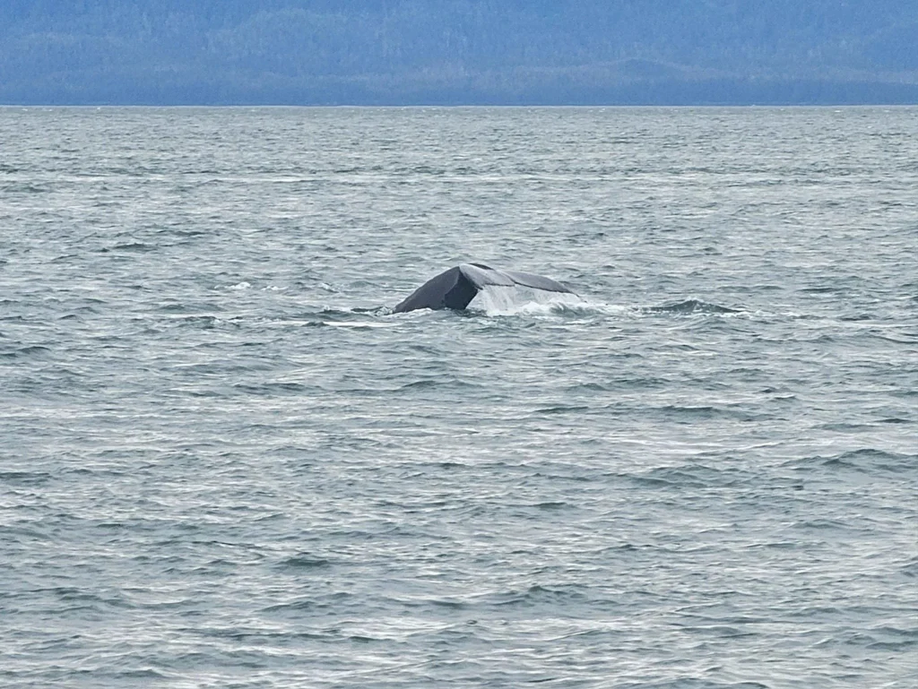 Cruising with Danny and Peter, Holland America Line, Westerdam, Juneau, Alaska, United States | Boat approaching Sentinel Island Lighthouse during Alaska whale watching tour, with humpback whale and stunning coastal scenery in the background.