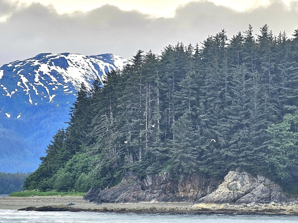 Cruising with Danny and Peter, Holland America Line, Westerdam, Juneau, Alaska, United States | Boat approaching Sentinel Island Lighthouse during Alaska whale watching tour, with humpback whale and stunning coastal scenery in the background.
