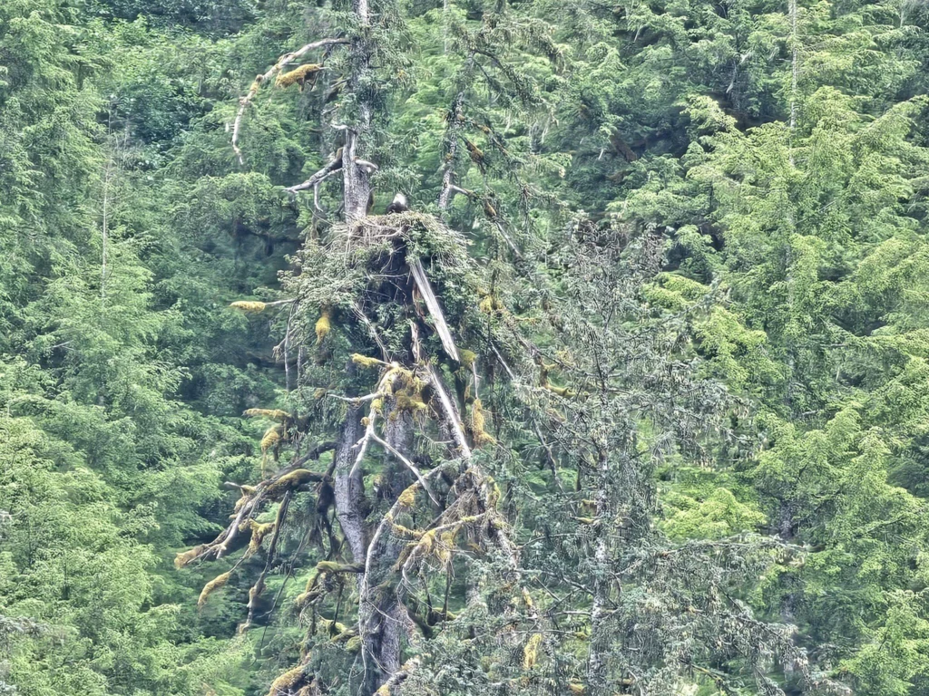 Cruising with Danny and Peter, Holland America Line, Westerdam, Misty Fjords, Alaska, United States | Passengers aboard the Holland America Line's Westerdam transition to the smaller Wilderness Explorer vessel for the Misty Fjords & Wilderness Explorer tour, offering breathtaking views of Misty Fjords National Monument, stunning waterfalls, and diverse wildlife including seals and eagles, all part of the unforgettable Alaska Arctic Circle cruise experience.