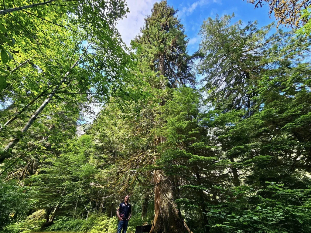 Cruising with Danny and Peter, Holland America Line, Westerdam, Prince Rupert, British Columbia, Canada | In the heart of British Columbia’s wild embrace, Where the Great Bear Rainforest weaves its mystic lace, A journey unfolds, both rail and road in stride, Through nature’s grandeur, where dreams and landscapes collide. From Prince Rupert’s charm, the train departs with grace, A serpentine path through forests’ ancient face, Panoramic windows frame a living, verdant dream, As the Skeena River’s flow whispers its serene theme. Mountains rise like giants, draped in emerald hues, While bald eagles soar, their shadows fleeting views, Black bears wander softly through the forest deep, And mountain goats on rugged cliffs silently leap. Kleanza Creek’s waterfalls cascade with a roar, Nature’s symphony on the rainforest’s floor, And Exchamsiks Park, a jewel of glacial light, Where shimmering pools reflect the day’s pure delight. From rail to road, the scenic drive unveils, A tapestry of mountains and verdant trails, Each turn a canvas painted with the wild’s own hand, A journey through a wonderland, vast and grand. Back in Prince Rupert, where history finds its place, The Museum’s treasures weave a cultural grace, Totem poles and masks tell tales of ancient lore, In this land where the past and present gently soar. Through the Great Bear Rainforest, we wandered wide, In rail and road’s embrace, where nature and culture collide, A journey of wonder, where memories are spun, In the heart of British Columbia, under the sun.