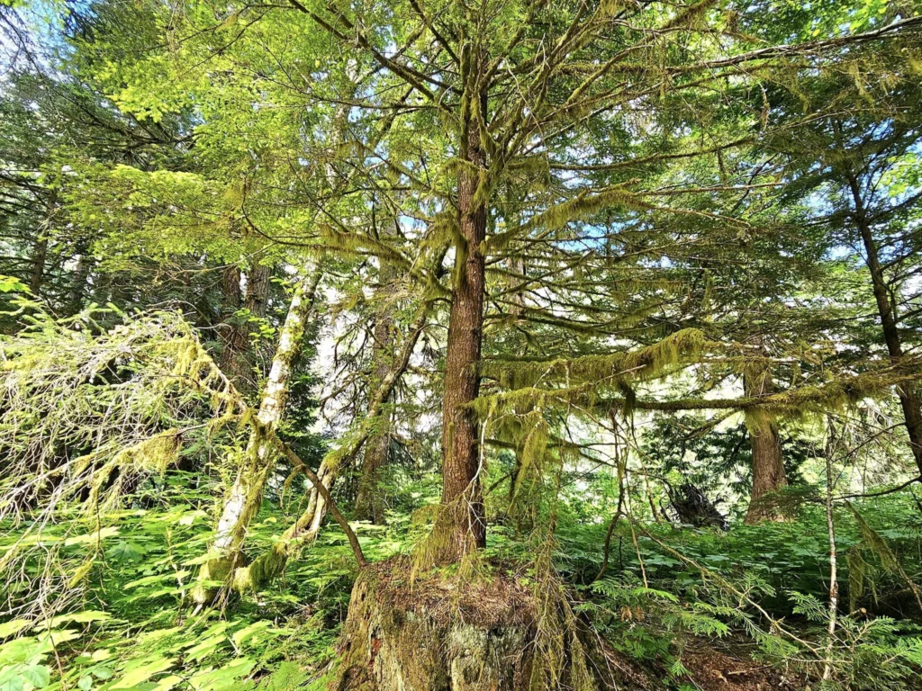 Cruising with Danny and Peter, Holland America Line, Westerdam, Prince Rupert, British Columbia, Canada | In the heart of British Columbia’s wild embrace, Where the Great Bear Rainforest weaves its mystic lace, A journey unfolds, both rail and road in stride, Through nature’s grandeur, where dreams and landscapes collide. From Prince Rupert’s charm, the train departs with grace, A serpentine path through forests’ ancient face, Panoramic windows frame a living, verdant dream, As the Skeena River’s flow whispers its serene theme. Mountains rise like giants, draped in emerald hues, While bald eagles soar, their shadows fleeting views, Black bears wander softly through the forest deep, And mountain goats on rugged cliffs silently leap. Kleanza Creek’s waterfalls cascade with a roar, Nature’s symphony on the rainforest’s floor, And Exchamsiks Park, a jewel of glacial light, Where shimmering pools reflect the day’s pure delight. From rail to road, the scenic drive unveils, A tapestry of mountains and verdant trails, Each turn a canvas painted with the wild’s own hand, A journey through a wonderland, vast and grand. Back in Prince Rupert, where history finds its place, The Museum’s treasures weave a cultural grace, Totem poles and masks tell tales of ancient lore, In this land where the past and present gently soar. Through the Great Bear Rainforest, we wandered wide, In rail and road’s embrace, where nature and culture collide, A journey of wonder, where memories are spun, In the heart of British Columbia, under the sun.