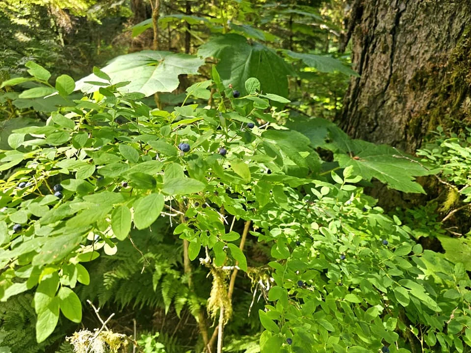 Cruising with Danny and Peter, Holland America Line, Westerdam, Prince Rupert, British Columbia, Canada | In the heart of British Columbia’s wild embrace, Where the Great Bear Rainforest weaves its mystic lace, A journey unfolds, both rail and road in stride, Through nature’s grandeur, where dreams and landscapes collide. From Prince Rupert’s charm, the train departs with grace, A serpentine path through forests’ ancient face, Panoramic windows frame a living, verdant dream, As the Skeena River’s flow whispers its serene theme. Mountains rise like giants, draped in emerald hues, While bald eagles soar, their shadows fleeting views, Black bears wander softly through the forest deep, And mountain goats on rugged cliffs silently leap. Kleanza Creek’s waterfalls cascade with a roar, Nature’s symphony on the rainforest’s floor, And Exchamsiks Park, a jewel of glacial light, Where shimmering pools reflect the day’s pure delight. From rail to road, the scenic drive unveils, A tapestry of mountains and verdant trails, Each turn a canvas painted with the wild’s own hand, A journey through a wonderland, vast and grand. Back in Prince Rupert, where history finds its place, The Museum’s treasures weave a cultural grace, Totem poles and masks tell tales of ancient lore, In this land where the past and present gently soar. Through the Great Bear Rainforest, we wandered wide, In rail and road’s embrace, where nature and culture collide, A journey of wonder, where memories are spun, In the heart of British Columbia, under the sun.