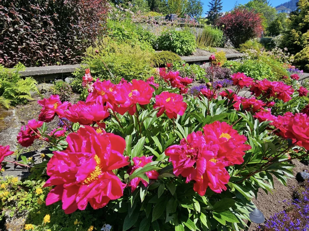 Cruising with Danny and Peter, Holland America Line, Westerdam, Prince Rupert, British Columbia, Canada | In the heart of British Columbia’s wild embrace, Where the Great Bear Rainforest weaves its mystic lace, A journey unfolds, both rail and road in stride, Through nature’s grandeur, where dreams and landscapes collide. From Prince Rupert’s charm, the train departs with grace, A serpentine path through forests’ ancient face, Panoramic windows frame a living, verdant dream, As the Skeena River’s flow whispers its serene theme. Mountains rise like giants, draped in emerald hues, While bald eagles soar, their shadows fleeting views, Black bears wander softly through the forest deep, And mountain goats on rugged cliffs silently leap. Kleanza Creek’s waterfalls cascade with a roar, Nature’s symphony on the rainforest’s floor, And Exchamsiks Park, a jewel of glacial light, Where shimmering pools reflect the day’s pure delight. From rail to road, the scenic drive unveils, A tapestry of mountains and verdant trails, Each turn a canvas painted with the wild’s own hand, A journey through a wonderland, vast and grand. Back in Prince Rupert, where history finds its place, The Museum’s treasures weave a cultural grace, Totem poles and masks tell tales of ancient lore, In this land where the past and present gently soar. Through the Great Bear Rainforest, we wandered wide, In rail and road’s embrace, where nature and culture collide, A journey of wonder, where memories are spun, In the heart of British Columbia, under the sun.