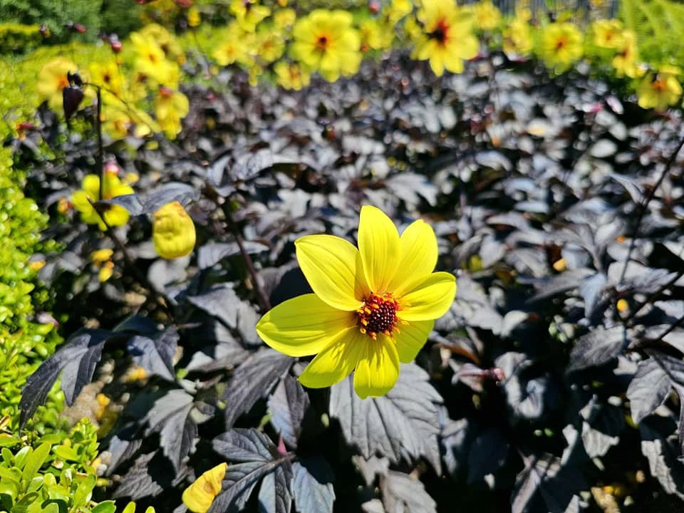 Cruising with Danny and Peter, Holland America Line, Westerdam, Prince Rupert, British Columbia, Canada | In the heart of British Columbia’s wild embrace, Where the Great Bear Rainforest weaves its mystic lace, A journey unfolds, both rail and road in stride, Through nature’s grandeur, where dreams and landscapes collide. From Prince Rupert’s charm, the train departs with grace, A serpentine path through forests’ ancient face, Panoramic windows frame a living, verdant dream, As the Skeena River’s flow whispers its serene theme. Mountains rise like giants, draped in emerald hues, While bald eagles soar, their shadows fleeting views, Black bears wander softly through the forest deep, And mountain goats on rugged cliffs silently leap. Kleanza Creek’s waterfalls cascade with a roar, Nature’s symphony on the rainforest’s floor, And Exchamsiks Park, a jewel of glacial light, Where shimmering pools reflect the day’s pure delight. From rail to road, the scenic drive unveils, A tapestry of mountains and verdant trails, Each turn a canvas painted with the wild’s own hand, A journey through a wonderland, vast and grand. Back in Prince Rupert, where history finds its place, The Museum’s treasures weave a cultural grace, Totem poles and masks tell tales of ancient lore, In this land where the past and present gently soar. Through the Great Bear Rainforest, we wandered wide, In rail and road’s embrace, where nature and culture collide, A journey of wonder, where memories are spun, In the heart of British Columbia, under the sun.