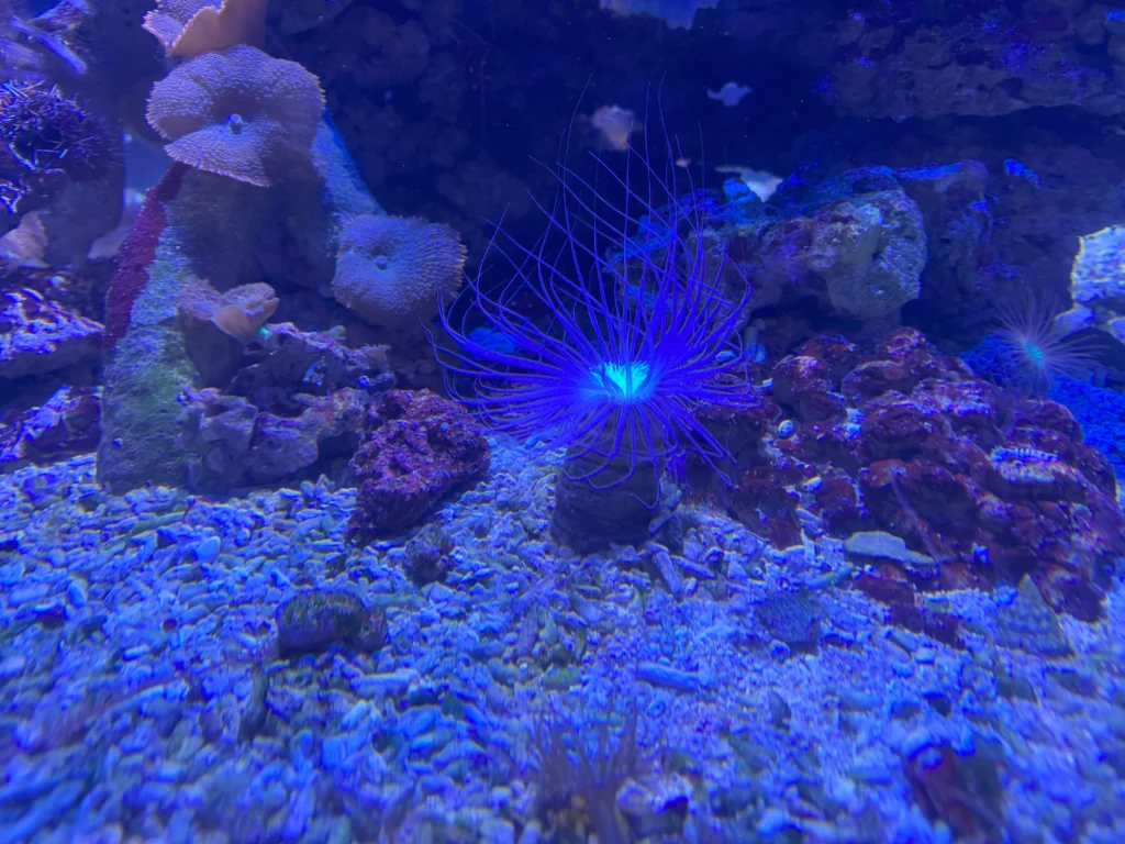 Cruising with Danny and Peter, P&O Ferries, Pride of Rotterdam, Kingston upon Hull, England | Images showcasing a Minicruise to England with P&O Ferries, including the Pride of Rotterdam ferry, scenic North Sea views, gourmet dining aboard, attractions in Hull such as The Deep aquarium, the Streetlife Museum of Transport, Hull Minster, and vibrant city experiences like shopping and dining, capturing the highlights of a UK short break cruise from Rotterdam to Hull.