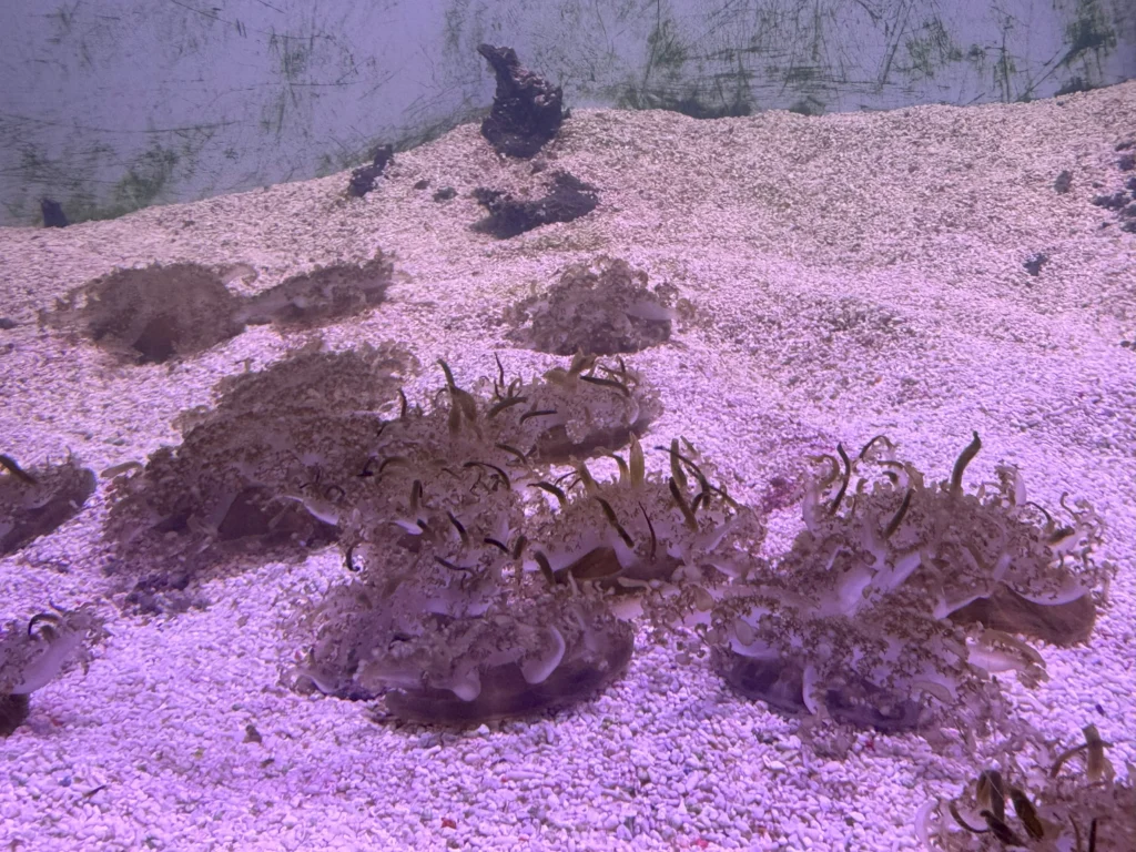 Cruising with Danny and Peter, P&O Ferries, Pride of Rotterdam, Kingston upon Hull, England | Images showcasing a Minicruise to England with P&O Ferries, including the Pride of Rotterdam ferry, scenic North Sea views, gourmet dining aboard, attractions in Hull such as The Deep aquarium, the Streetlife Museum of Transport, Hull Minster, and vibrant city experiences like shopping and dining, capturing the highlights of a UK short break cruise from Rotterdam to Hull.