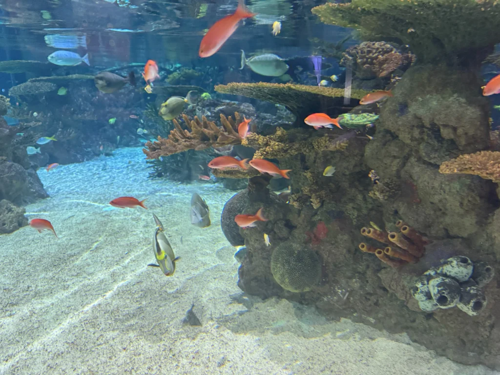 Cruising with Danny and Peter, P&O Ferries, Pride of Rotterdam, Kingston upon Hull, England | Images showcasing a Minicruise to England with P&O Ferries, including the Pride of Rotterdam ferry, scenic North Sea views, gourmet dining aboard, attractions in Hull such as The Deep aquarium, the Streetlife Museum of Transport, Hull Minster, and vibrant city experiences like shopping and dining, capturing the highlights of a UK short break cruise from Rotterdam to Hull.