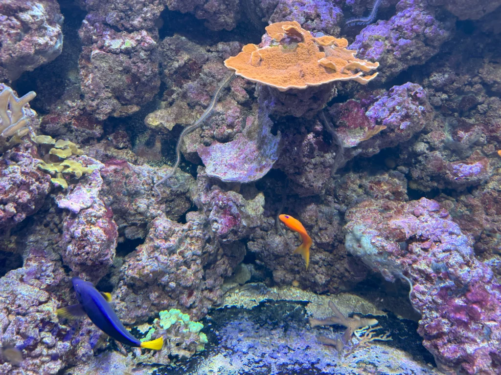 Cruising with Danny and Peter, P&O Ferries, Pride of Rotterdam, Kingston upon Hull, England | Images showcasing a Minicruise to England with P&O Ferries, including the Pride of Rotterdam ferry, scenic North Sea views, gourmet dining aboard, attractions in Hull such as The Deep aquarium, the Streetlife Museum of Transport, Hull Minster, and vibrant city experiences like shopping and dining, capturing the highlights of a UK short break cruise from Rotterdam to Hull.