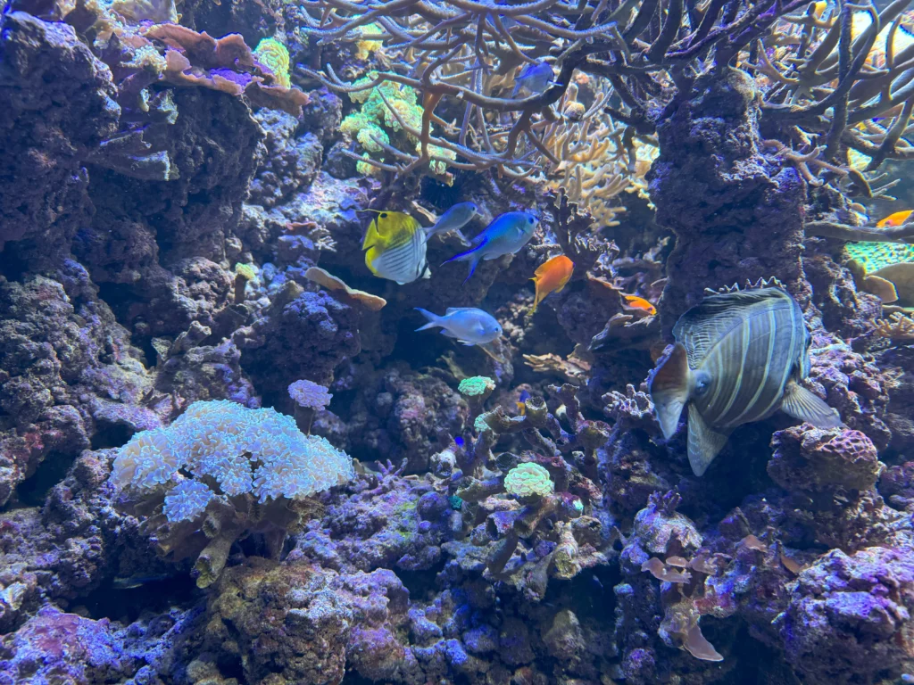 Cruising with Danny and Peter, P&O Ferries, Pride of Rotterdam, Kingston upon Hull, England | Images showcasing a Minicruise to England with P&O Ferries, including the Pride of Rotterdam ferry, scenic North Sea views, gourmet dining aboard, attractions in Hull such as The Deep aquarium, the Streetlife Museum of Transport, Hull Minster, and vibrant city experiences like shopping and dining, capturing the highlights of a UK short break cruise from Rotterdam to Hull.