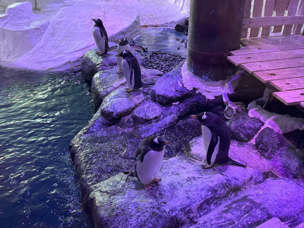 Cruising with Danny and Peter, P&O Ferries, Pride of Rotterdam, Kingston upon Hull, England | Images showcasing a Minicruise to England with P&O Ferries, including the Pride of Rotterdam ferry, scenic North Sea views, gourmet dining aboard, attractions in Hull such as The Deep aquarium, the Streetlife Museum of Transport, Hull Minster, and vibrant city experiences like shopping and dining, capturing the highlights of a UK short break cruise from Rotterdam to Hull.