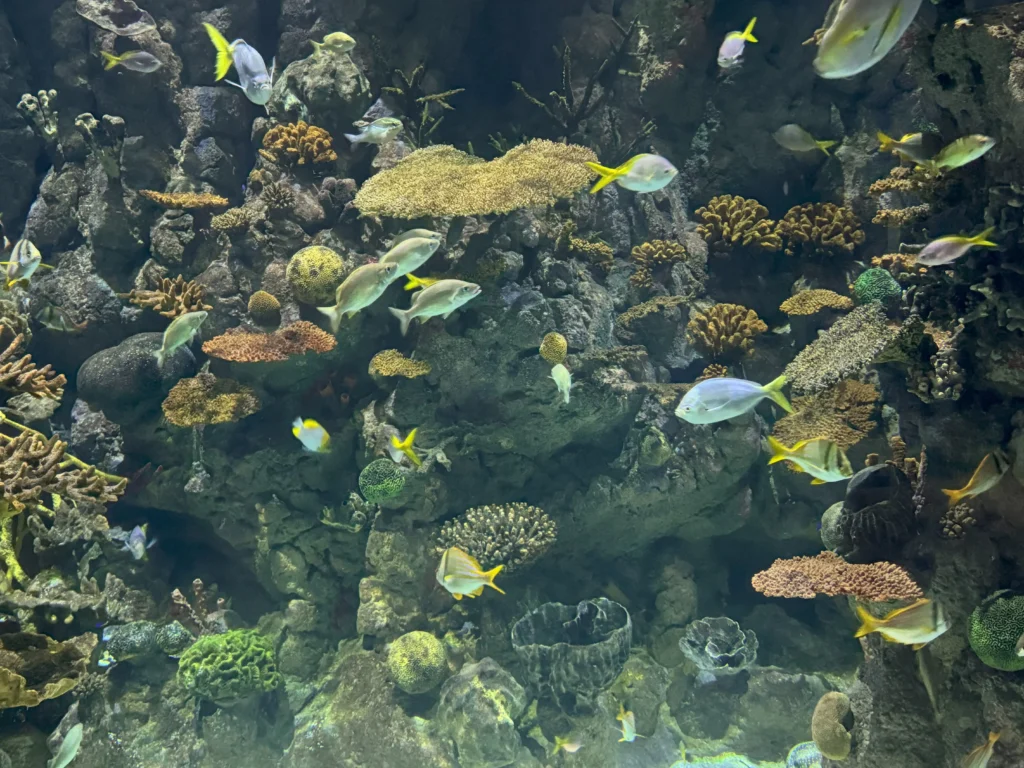 Cruising with Danny and Peter, P&O Ferries, Pride of Rotterdam, Kingston upon Hull, England | Images showcasing a Minicruise to England with P&O Ferries, including the Pride of Rotterdam ferry, scenic North Sea views, gourmet dining aboard, attractions in Hull such as The Deep aquarium, the Streetlife Museum of Transport, Hull Minster, and vibrant city experiences like shopping and dining, capturing the highlights of a UK short break cruise from Rotterdam to Hull.