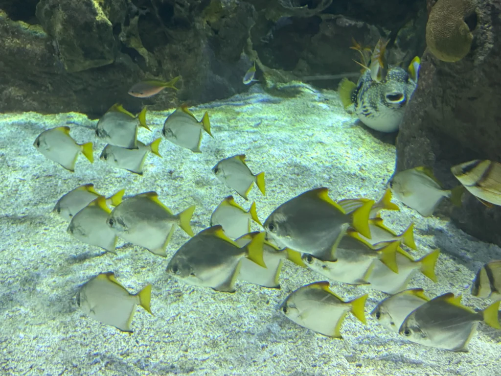 Cruising with Danny and Peter, P&O Ferries, Pride of Rotterdam, Kingston upon Hull, England | Images showcasing a Minicruise to England with P&O Ferries, including the Pride of Rotterdam ferry, scenic North Sea views, gourmet dining aboard, attractions in Hull such as The Deep aquarium, the Streetlife Museum of Transport, Hull Minster, and vibrant city experiences like shopping and dining, capturing the highlights of a UK short break cruise from Rotterdam to Hull.