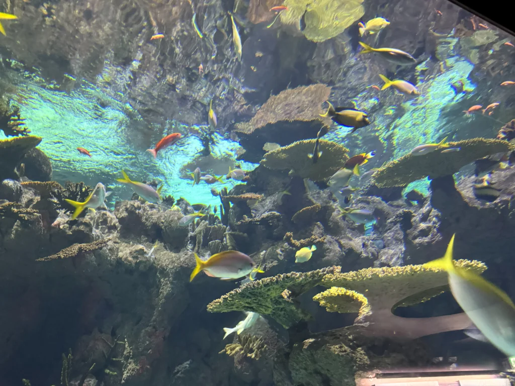 Cruising with Danny and Peter, P&O Ferries, Pride of Rotterdam, Kingston upon Hull, England | Images showcasing a Minicruise to England with P&O Ferries, including the Pride of Rotterdam ferry, scenic North Sea views, gourmet dining aboard, attractions in Hull such as The Deep aquarium, the Streetlife Museum of Transport, Hull Minster, and vibrant city experiences like shopping and dining, capturing the highlights of a UK short break cruise from Rotterdam to Hull.