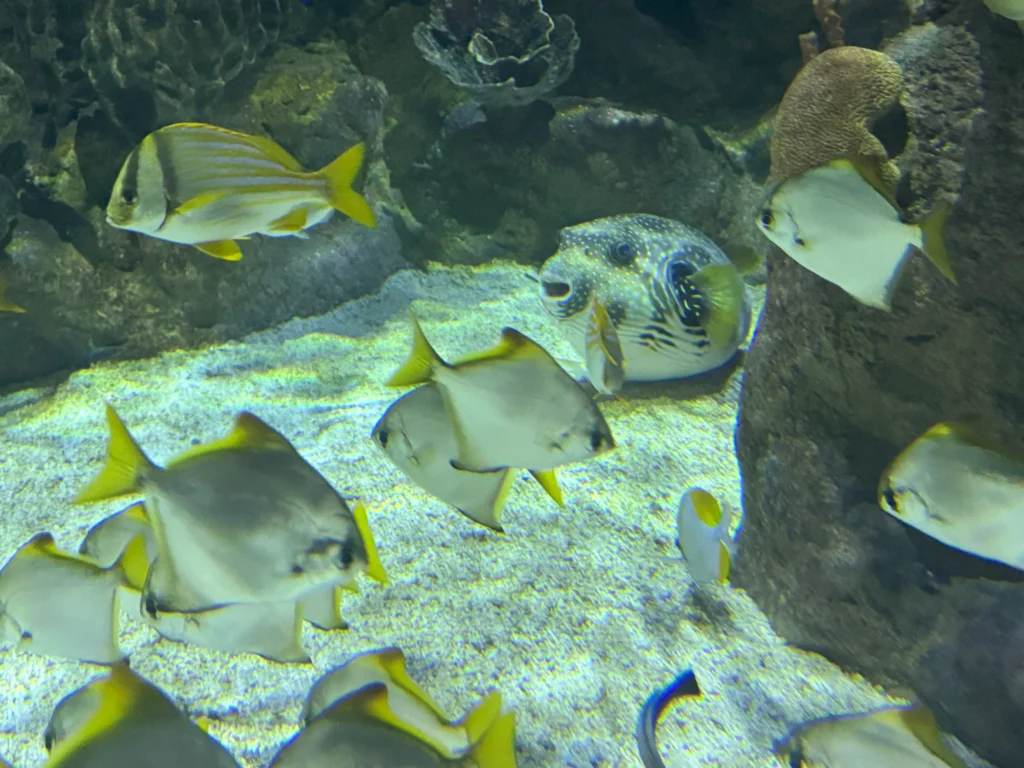 Cruising with Danny and Peter, P&O Ferries, Pride of Rotterdam, Kingston upon Hull, England | Images showcasing a Minicruise to England with P&O Ferries, including the Pride of Rotterdam ferry, scenic North Sea views, gourmet dining aboard, attractions in Hull such as The Deep aquarium, the Streetlife Museum of Transport, Hull Minster, and vibrant city experiences like shopping and dining, capturing the highlights of a UK short break cruise from Rotterdam to Hull.