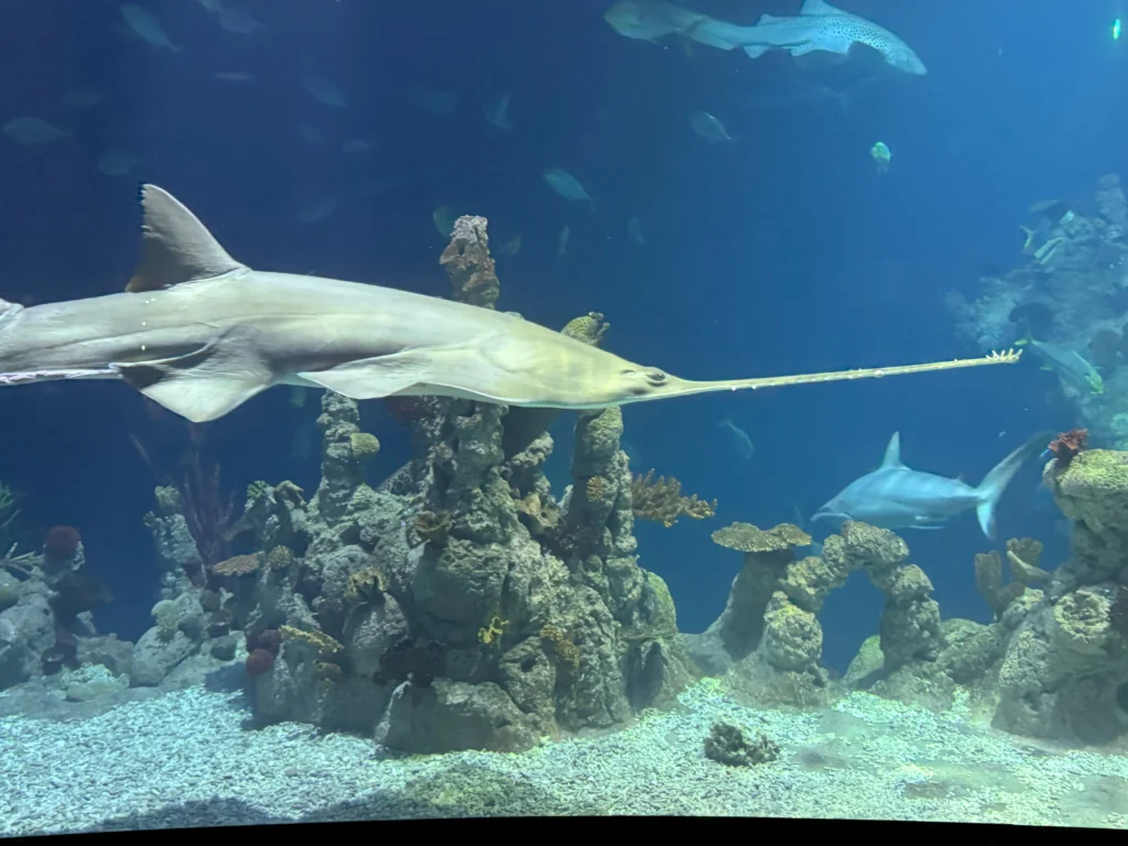 Cruising with Danny and Peter, P&O Ferries, Pride of Rotterdam, Kingston upon Hull, England | Images showcasing a Minicruise to England with P&O Ferries, including the Pride of Rotterdam ferry, scenic North Sea views, gourmet dining aboard, attractions in Hull such as The Deep aquarium, the Streetlife Museum of Transport, Hull Minster, and vibrant city experiences like shopping and dining, capturing the highlights of a UK short break cruise from Rotterdam to Hull.