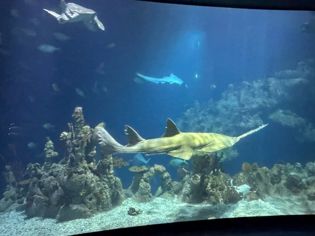 Cruising with Danny and Peter, P&O Ferries, Pride of Rotterdam, Kingston upon Hull, England | Images showcasing a Minicruise to England with P&O Ferries, including the Pride of Rotterdam ferry, scenic North Sea views, gourmet dining aboard, attractions in Hull such as The Deep aquarium, the Streetlife Museum of Transport, Hull Minster, and vibrant city experiences like shopping and dining, capturing the highlights of a UK short break cruise from Rotterdam to Hull.