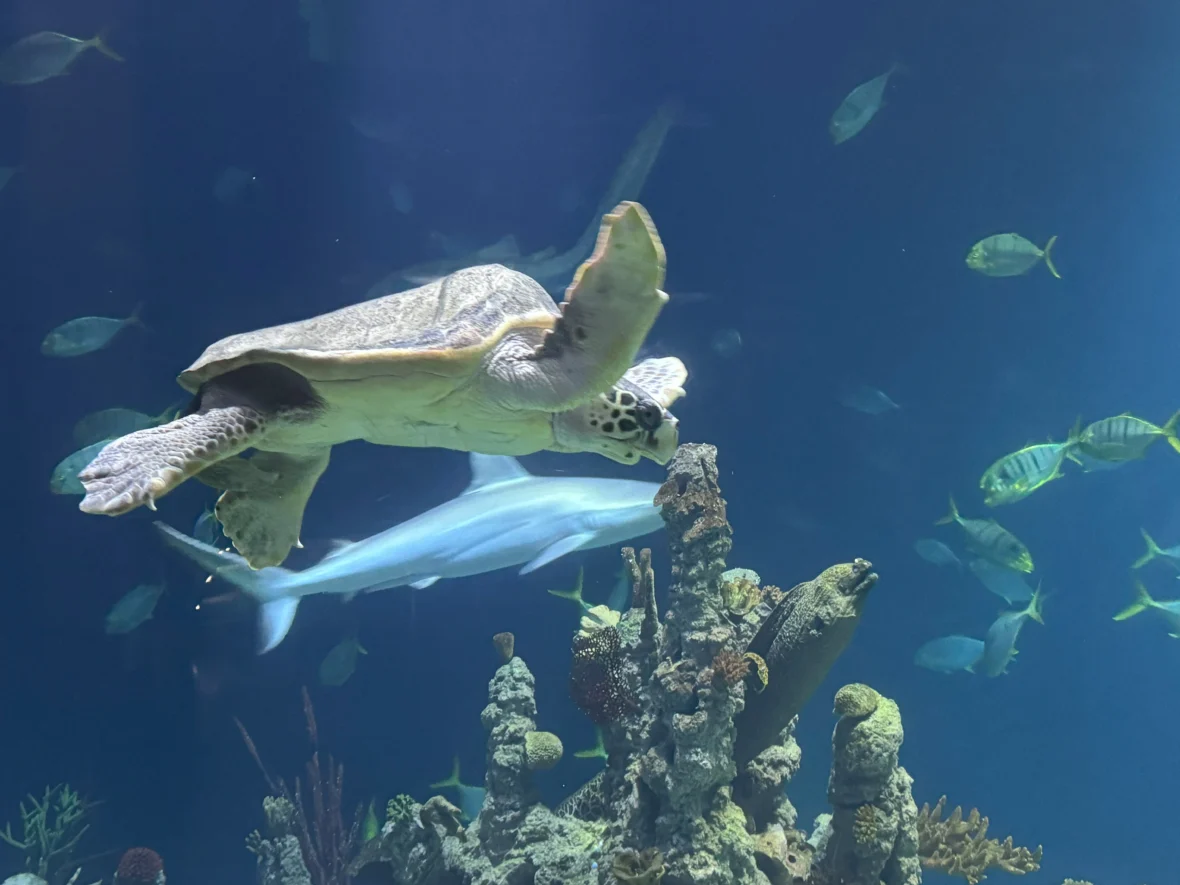 Cruising with Danny and Peter, P&O Ferries, Pride of Rotterdam, Kingston upon Hull, England | Images showcasing a Minicruise to England with P&O Ferries, including the Pride of Rotterdam ferry, scenic North Sea views, gourmet dining aboard, attractions in Hull such as The Deep aquarium, the Streetlife Museum of Transport, Hull Minster, and vibrant city experiences like shopping and dining, capturing the highlights of a UK short break cruise from Rotterdam to Hull.