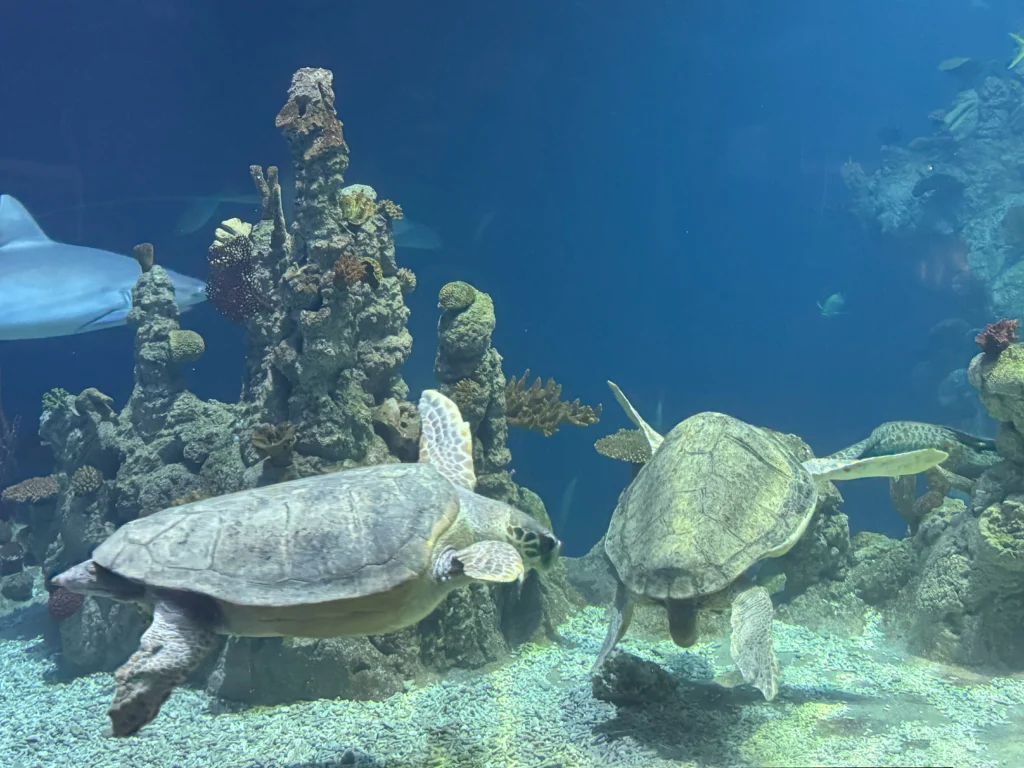 Cruising with Danny and Peter, P&O Ferries, Pride of Rotterdam, Kingston upon Hull, England | Images showcasing a Minicruise to England with P&O Ferries, including the Pride of Rotterdam ferry, scenic North Sea views, gourmet dining aboard, attractions in Hull such as The Deep aquarium, the Streetlife Museum of Transport, Hull Minster, and vibrant city experiences like shopping and dining, capturing the highlights of a UK short break cruise from Rotterdam to Hull.