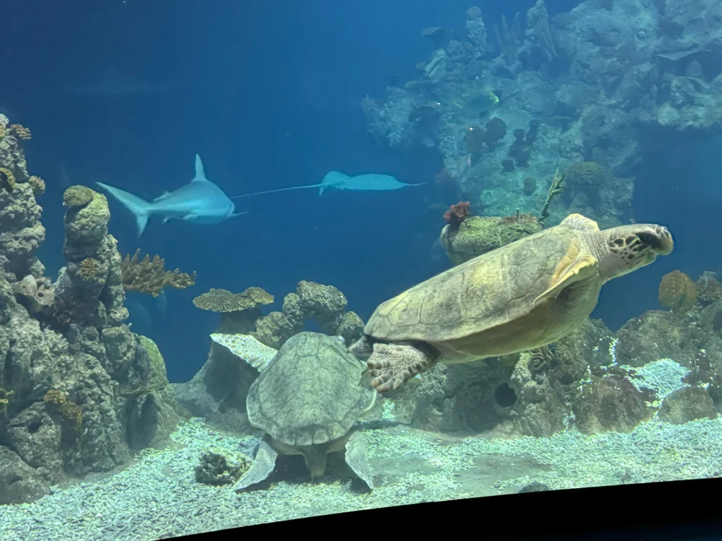 Cruising with Danny and Peter, P&O Ferries, Pride of Rotterdam, Kingston upon Hull, England | Images showcasing a Minicruise to England with P&O Ferries, including the Pride of Rotterdam ferry, scenic North Sea views, gourmet dining aboard, attractions in Hull such as The Deep aquarium, the Streetlife Museum of Transport, Hull Minster, and vibrant city experiences like shopping and dining, capturing the highlights of a UK short break cruise from Rotterdam to Hull.