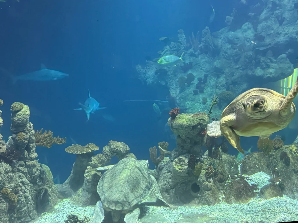 Cruising with Danny and Peter, P&O Ferries, Pride of Rotterdam, Kingston upon Hull, England | Images showcasing a Minicruise to England with P&O Ferries, including the Pride of Rotterdam ferry, scenic North Sea views, gourmet dining aboard, attractions in Hull such as The Deep aquarium, the Streetlife Museum of Transport, Hull Minster, and vibrant city experiences like shopping and dining, capturing the highlights of a UK short break cruise from Rotterdam to Hull.