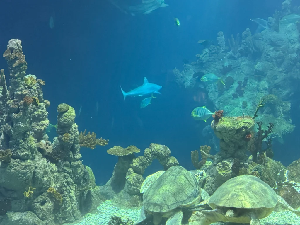 Cruising with Danny and Peter, P&O Ferries, Pride of Rotterdam, Kingston upon Hull, England | Images showcasing a Minicruise to England with P&O Ferries, including the Pride of Rotterdam ferry, scenic North Sea views, gourmet dining aboard, attractions in Hull such as The Deep aquarium, the Streetlife Museum of Transport, Hull Minster, and vibrant city experiences like shopping and dining, capturing the highlights of a UK short break cruise from Rotterdam to Hull.