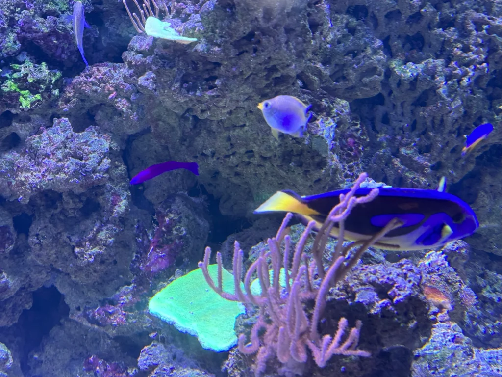 Cruising with Danny and Peter, P&O Ferries, Pride of Rotterdam, Kingston upon Hull, England | Images showcasing a Minicruise to England with P&O Ferries, including the Pride of Rotterdam ferry, scenic North Sea views, gourmet dining aboard, attractions in Hull such as The Deep aquarium, the Streetlife Museum of Transport, Hull Minster, and vibrant city experiences like shopping and dining, capturing the highlights of a UK short break cruise from Rotterdam to Hull.