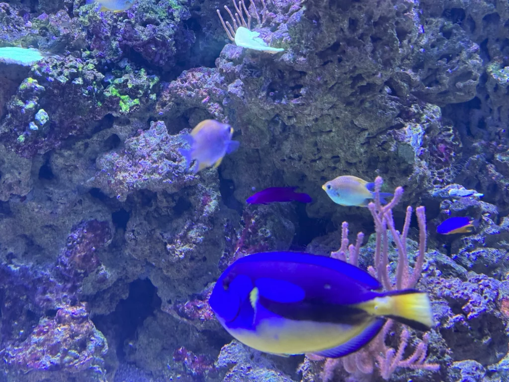 Cruising with Danny and Peter, P&O Ferries, Pride of Rotterdam, Kingston upon Hull, England | Images showcasing a Minicruise to England with P&O Ferries, including the Pride of Rotterdam ferry, scenic North Sea views, gourmet dining aboard, attractions in Hull such as The Deep aquarium, the Streetlife Museum of Transport, Hull Minster, and vibrant city experiences like shopping and dining, capturing the highlights of a UK short break cruise from Rotterdam to Hull.